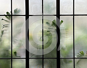 Burred monstera leaves with frosted glass of window cafe