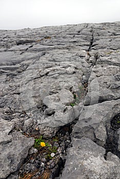 The burren photo