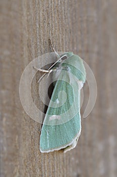 Burren Green - Calamia tridens