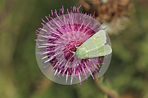 Burren green moth upperside