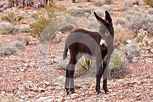 Burro Donkey Foal in Nevada Desert