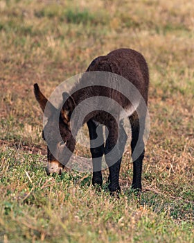 Burro Foal Grazing in Custer State Park