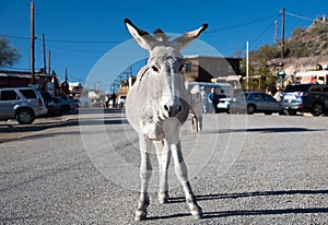Burro standing at Oatman Ghost town