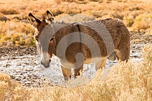 Burro standing in the sun