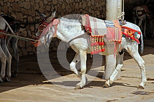 Burro taxi donkey rides, Mija, Spain.