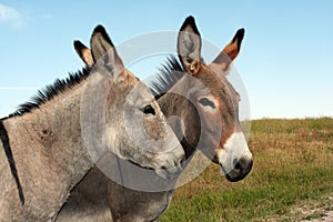 Burros in Custer State Park photo