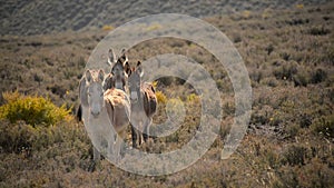 Burros in Death Valley National Park Herd of Wild Donkey California USA