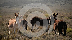 Burros in Death Valley National Park Herd of Wild Donkey California USA Closeup