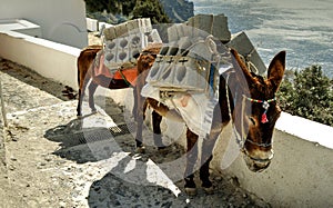 Burros laden with concrete blocks