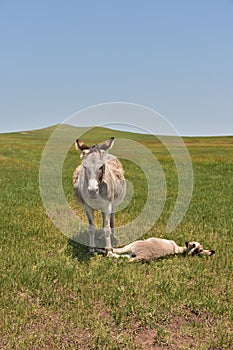 Burros Relaxing on a Hot Summer Day