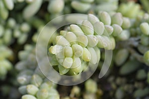 Burros tail