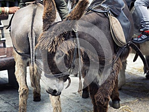Burros in town  to walk tourists