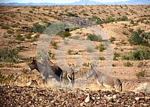 Burros on the Trail