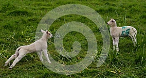 Burrow Hill Lambs, Somerset