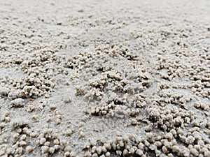Burrow or hole with sediment balls or pellets made by sand where food was digested by ghost or sand crab