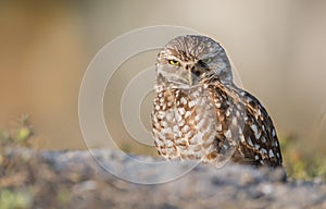 Burrowin Owl