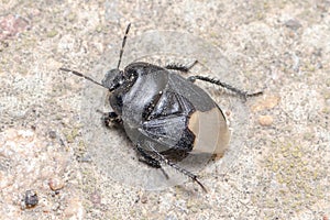 Burrowing bug, Cydnus aterrimus, walking on a concrete floor