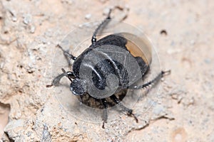 Burrowing bug, Cydnus aterrimus, walking on a a concrete wall