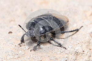 Burrowing bug, Cydnus aterrimus, walking on a concrete wall