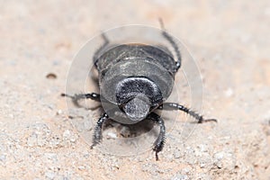 Burrowing bug, Cydnus aterrimus, walking on a concrete wall