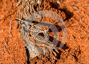 Burrowing Grasshopper
