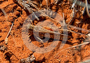 Burrowing Grasshopper