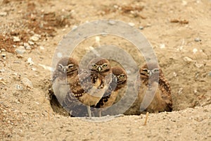 Burrowing Juvenile Owls in Southern California in Their Wild Habitat