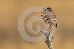 Burrowing Juvenile Owls in Southern California in Their Wild Habitat