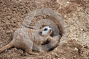 Burrowing Meerkat Mongoose photo