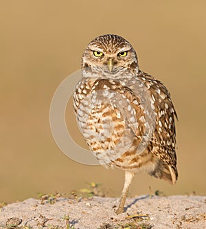 Burrowing Owl