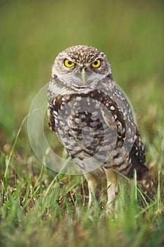 Burrowing Owl