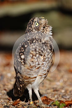 Burrowing owl