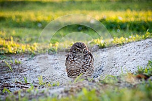 Burrowing owl