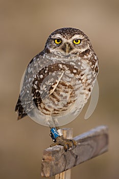 Burrowing Owl