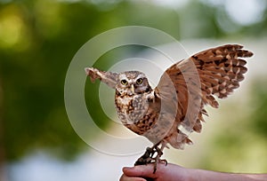 Burrowing Owl