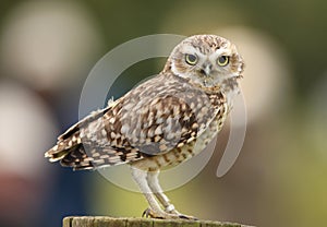 Burrowing Owl