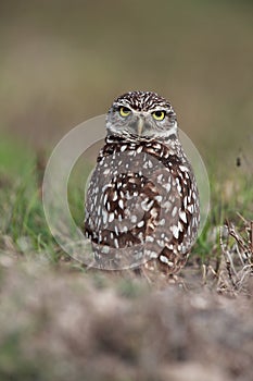 Burrowing Owl