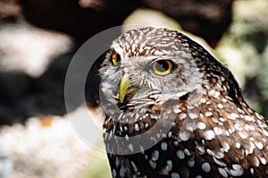 Burrowing Owl