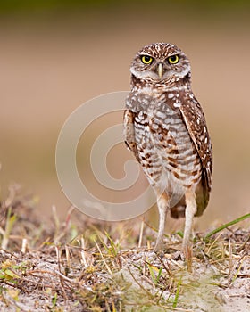 Burrowing owl