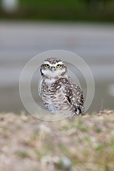 Burrowing owl