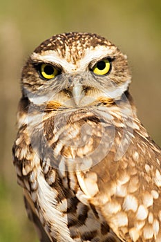 Burrowing Owl