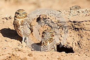 Burrowing Owl