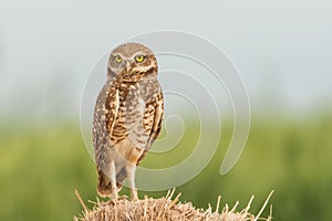 Burrowing Owl