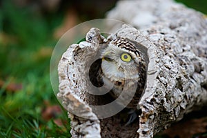 Burrowing Owl