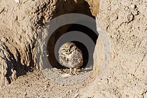 Burrowing Owl