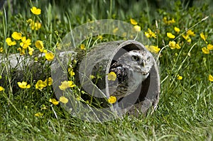 Burrowing Owl