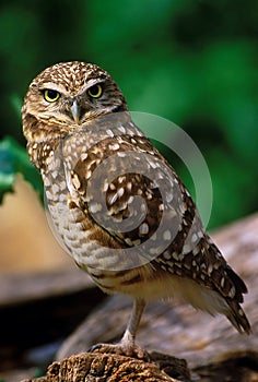 Burrowing Owl