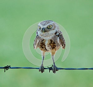 Burrowing Owl