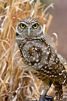 Burrowing Owl