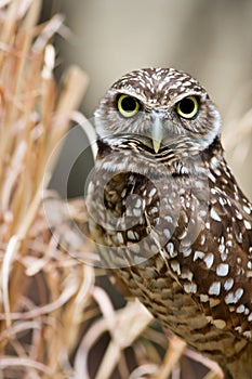 Burrowing Owl